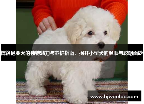 博洛尼亚犬的独特魅力与养护指南，揭开小型犬的温顺与聪明面纱